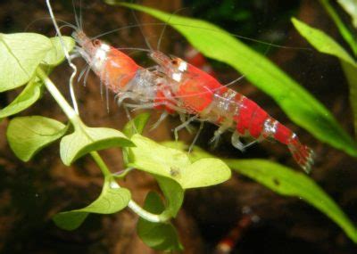 Caridina Cantonensis Sp Crystal Red Shrimp Tropical Fish Site