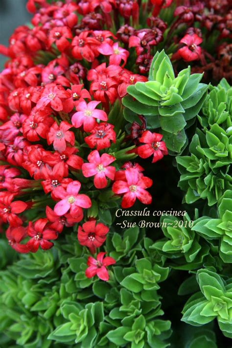 plantfiles pictures crassula species red crassula stone flower crassula coccinea by calif sue