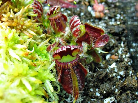 Blok888 Top 10 Amazing Carnivorous Plants In The World