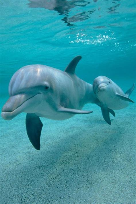 So Cute Baby Dolphins Animals Wild Animals Beautiful