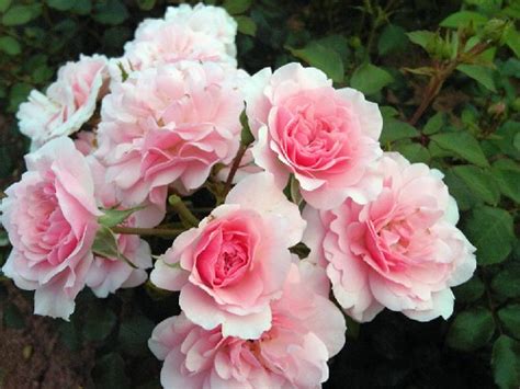 Top 10 Beautiful Pink Roses In The World Yabibo