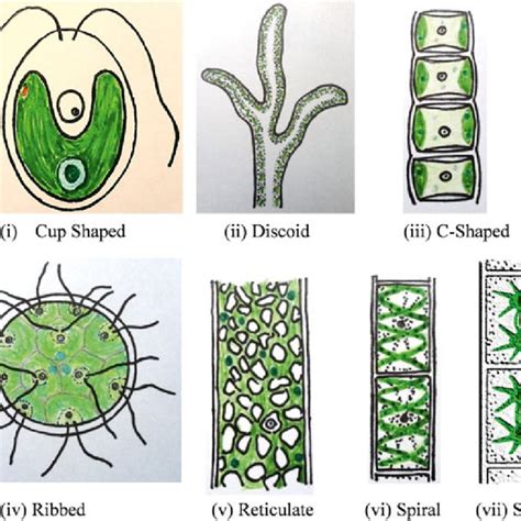 Sexual Reproduction In Algae A Isogamy Fusing Gametes Are Download Scientific Diagram