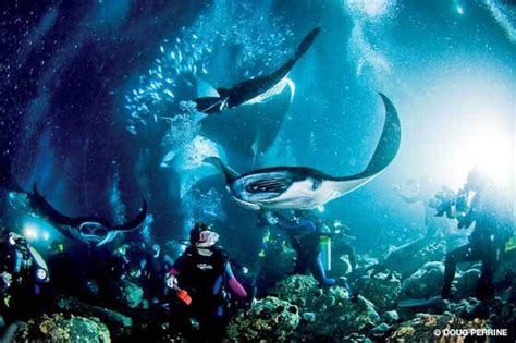 Manta Ray Night Dive In Kona Hawaii The Most Amazing Encounter With