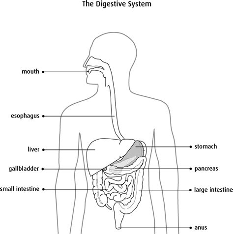 Download Hd Diagram Of The Digestive System Abdomen Anatomy Black And