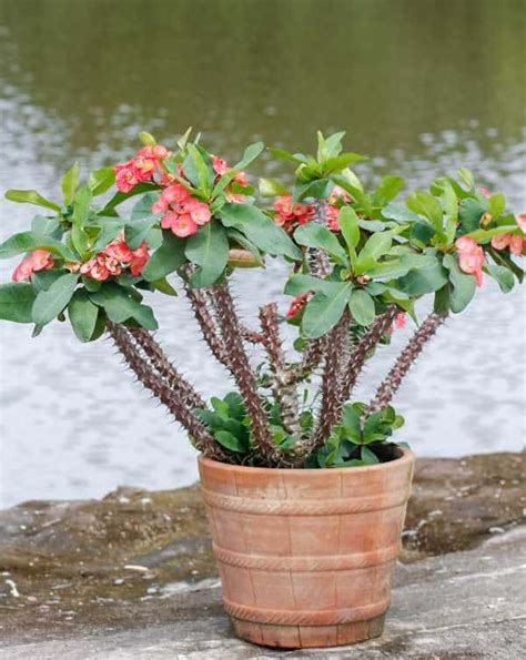 How To Grow And Care For Crown Of Thorns Plant Crown Of Thorns Plant