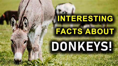 Interesting Facts About Donkeys Youtube