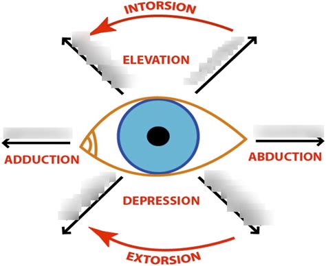 Movement Of The Extraocular Muscles Of The Eye Diagram Quizlet