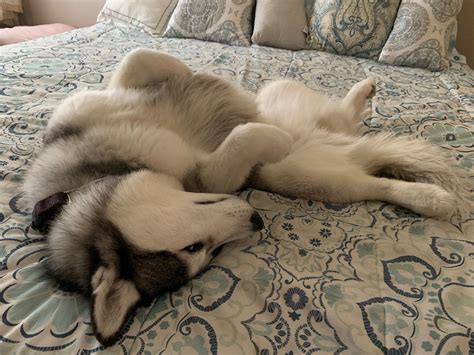 A Husky Dog Laying On Top Of A Bed With Blue And White Bedspread
