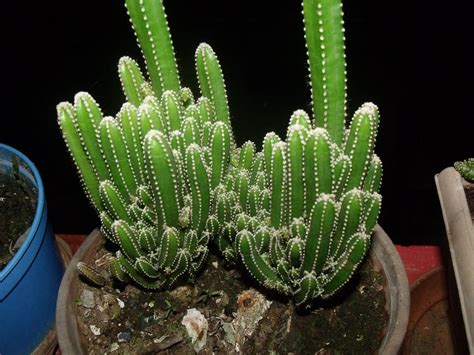Types Of Cactus Plants With Names 10 Amazing Large Cactus Plants With