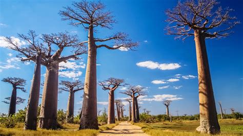 Climate change thought to have killed Africa's oldest, biggest baobab ...