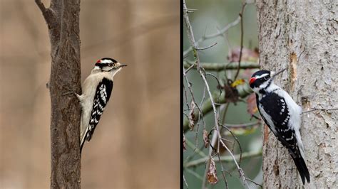 Hairy Woodpecker Vs Downy Woodpecker Similarities And Differences