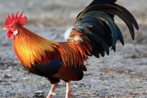 A lenda do galo de barcelos narra a intervenção milagrosa de um galo morto na prova da inocência de um homem erradamente acusado. Tentou roubar galo, bateu em idosa e foi preso - Lençóis ...