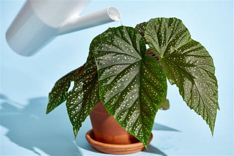 Begonia Plant Care How To Grow And Maintain Begonia Plants Apartment