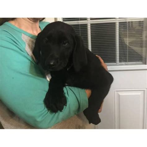 Meet ginger, cute, adorable, sweet, part english cutie. Super sweet and playful AKC Lab puppies $400 in Birmingham ...