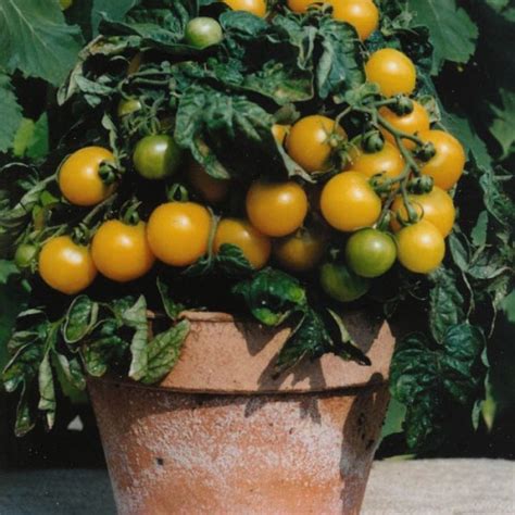 One of the sweetest cherry tomatoes available. Tomato 'Balconi Yellow' | wholesale seeds and vegetative breeding from Thompson & Morgan ...