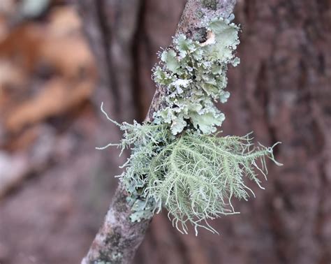 Free Images Lichens On Rock Lichen Symbiotic Cyanobacteria Fungi