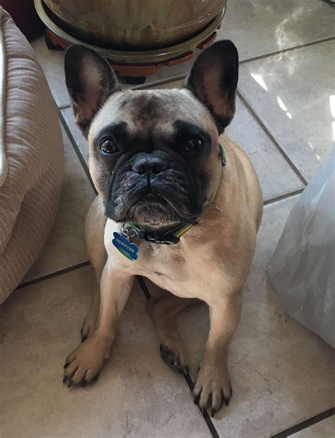 The interview will cover the type of dog sought, the proposed home environment and any adoption requirements. French Bulldog dog for Adoption in Katy, TX. ADN-501491 on ...