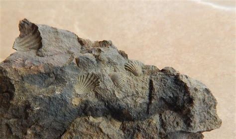 Port Jervis Ny Fossil Hunting Trips The Fossil Forum