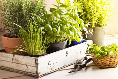 What I Learned Trying And Failing To Grow Herbs Indoors Myrecipes