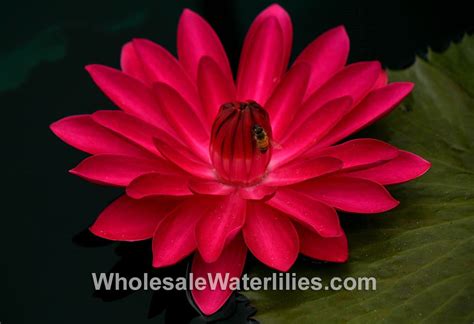 Antares Red Evening Blooming Water Lily Pond Megastore Wholesale
