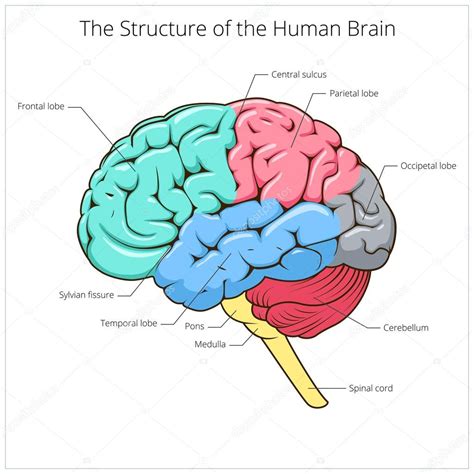 Estructura Del Vector Esquemático Cerebral Humano 2024