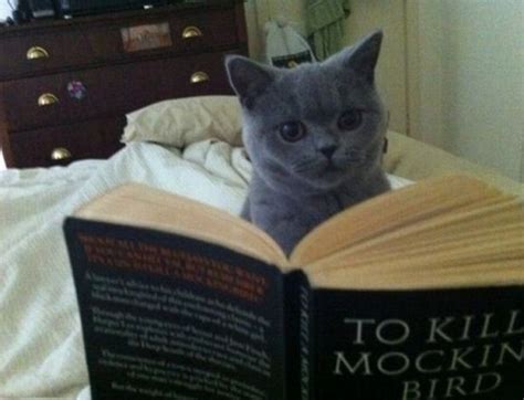 Ten Pictures Of Cats Reading Books Trying To Educate Themselves