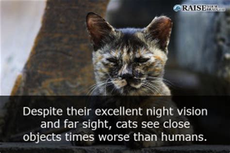 It forms one of the. 20 Interesting facts about cats - Raise Your Brain