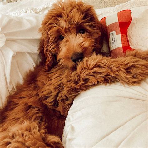 Arizona goldendoodles is a top quality breeder of goldendoodles and bernedoodles.our health tested, gorgeous, puppies are rated the best in arizona !! red mini goldendoodle, f1b, doodle, puppy, pup, dog, love ...