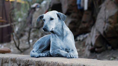 Fotos Video Revelan Por Qué Los Perros Se Volvieron Azules En La