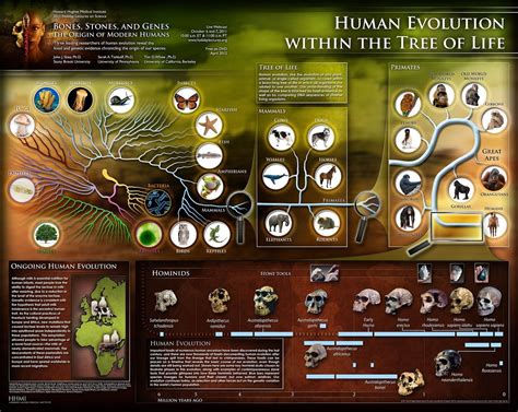 Human Evolution Human Evolution Hominid Free Poster
