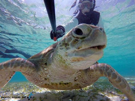 Turtle Selfie In The Maldives Snorkeling At Biyadhoo Island In The