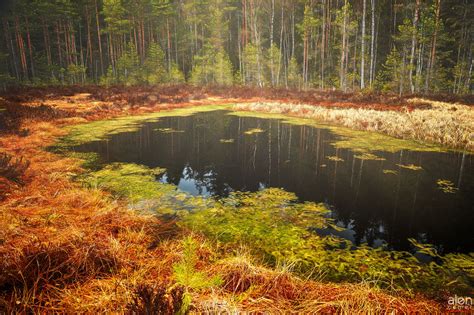 Forest Pond Landscape Photography Pond Forest