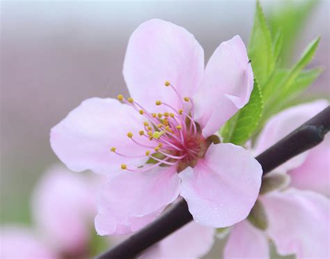 Spark inspiration for your most creative self! Georgia Peach Blossom Photograph by Glenn Grossman