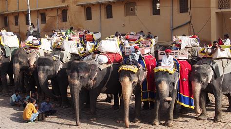 Paseo En Elefante Jaipur La India