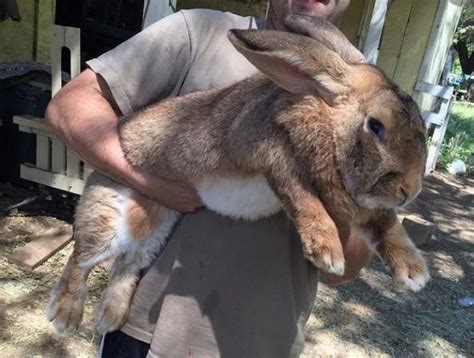 Insane Photos That Show The True Scale Of Things Giant Rabbit