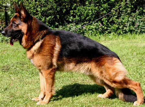 Types Of German Shepherd Dog Breeds Medium German Shepherd