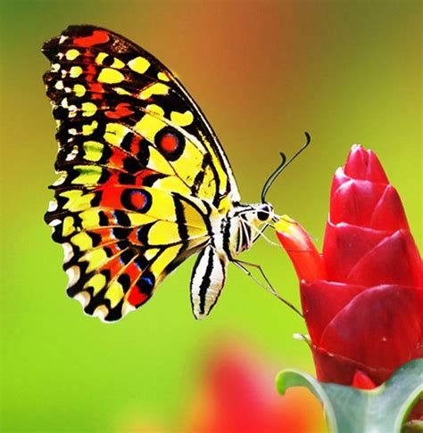 40+ gambar sketsa bunga indah mawar, matahari, tulip. Cara Menggambar Kupu Kupu Yang Besar
