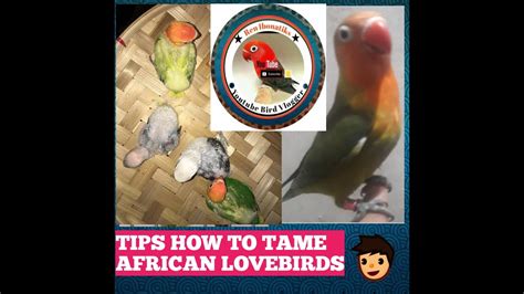 Tips How To Tame African Lovebirds Youtube
