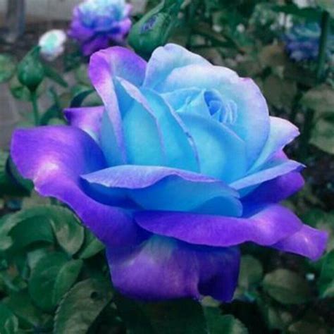 Rose Blue Moon Fragrant Bed Plant Garden Decor Flower 20 Seeds Other