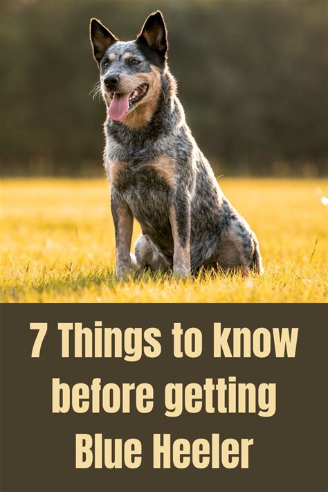 7 Awesome Facts To Know About The Blue Heeler Blue Heeler Dogs Blue