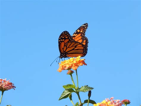 Beautiful Monarch During Migration Birds And Blooms