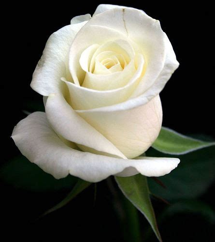 Mawar Melur Bunga Mawar Putih Yang Indah