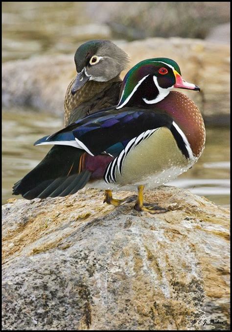Field Guides Regional The Wood Duck And The Mandarin The Northern Wood