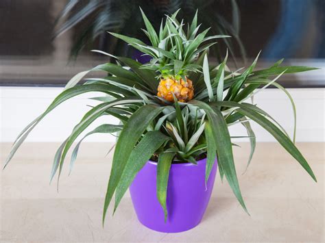 Ananas Pflanzen Tipps Zur Kultivierung Im Topf