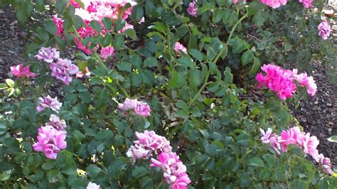 Dec 09, 2020 · welcome to idaho! THE FLOWERS AT THE WELLS FARGO BANK BOISE IDAHO - YouTube