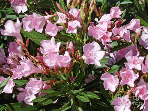 Pink Oleander Photograph By Methune Hively Fine Art America