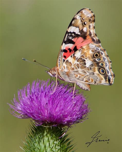 The Painted Lady Butterfly By Digitallystill Redbubble