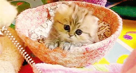 Bloggif Image Resize Kittens Cutest Cat Pics Kitten Wallpaper My Xxx Hot Girl