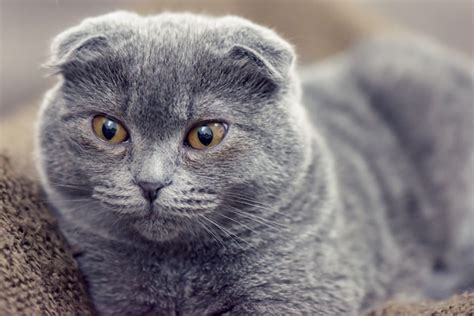 Premium Photo Blue Scottish Fold Cat Posing