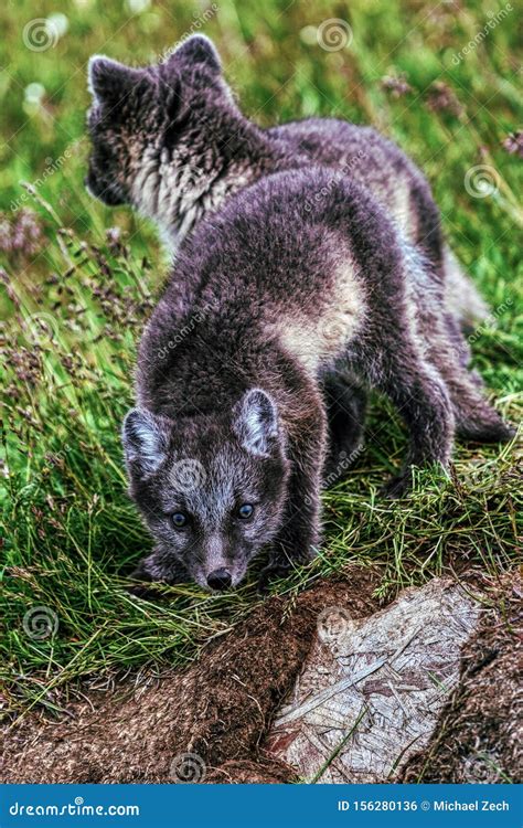 Portrait Of Two Young Playful Arctic Fox Cub In Iceland Stock Photo